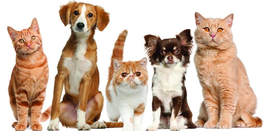 Доска объявлений о животных | ЗооТом - продажа, вязка и услуги для животных в Кашине