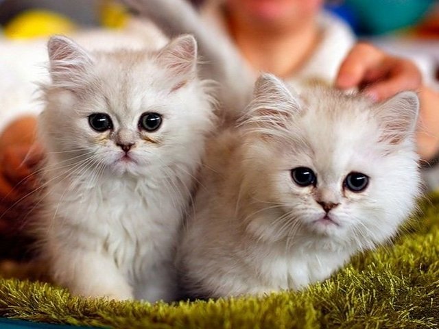 Породы кошек в Кашине | ЗооТом портал о животных