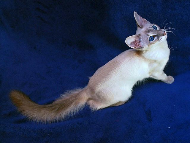 Выведенные породы кошек в Кашине | ЗооТом портал о животных