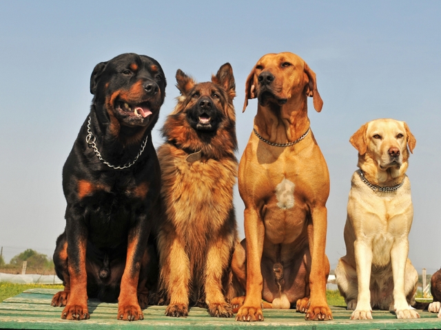Крупные породы собак в Кашине | ЗооТом портал о животных